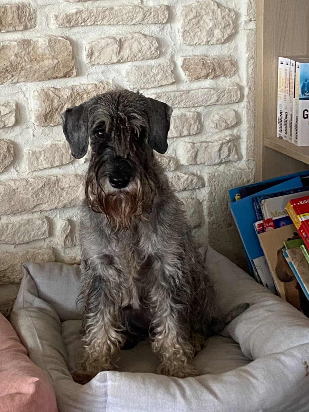 Sultane de coeur Des Bavarois Des Champs Elysées