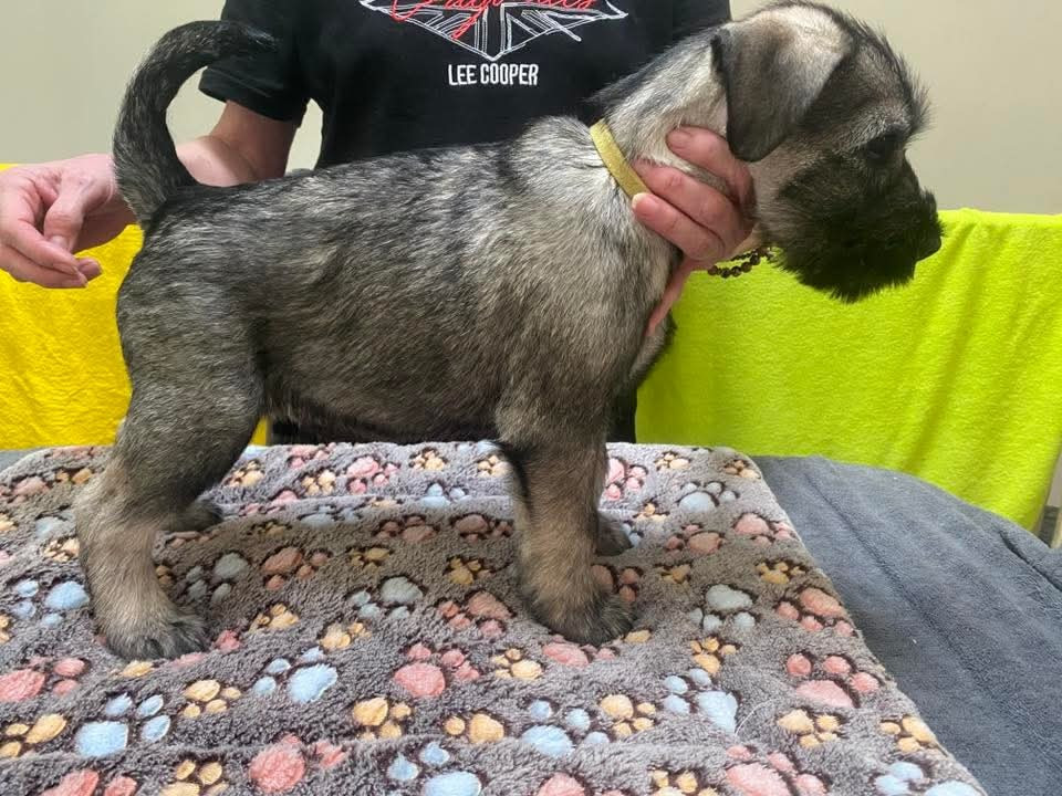 Du Moulin De Wesphalie - Chiots disponibles - Schnauzer