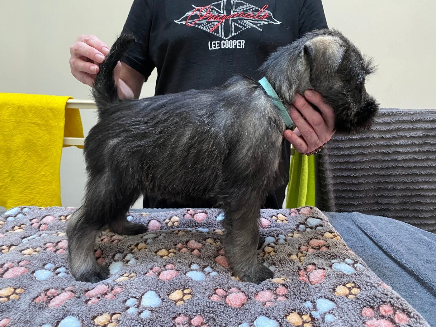 Du Moulin De Wesphalie - Chiots disponibles - Schnauzer