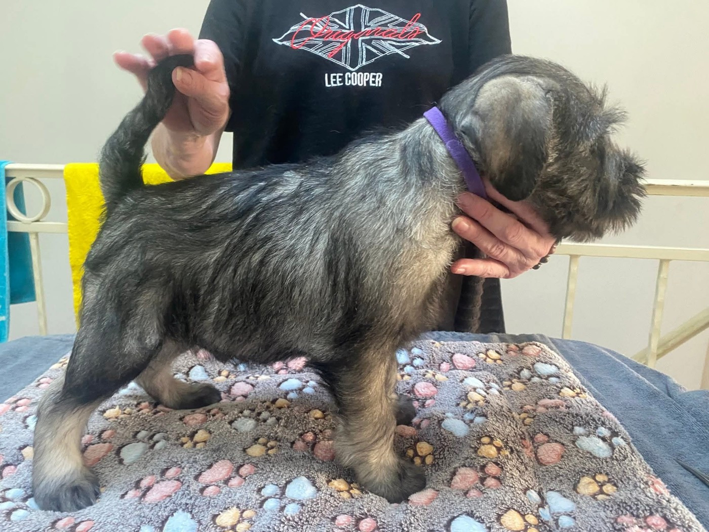 Du Moulin De Wesphalie - Chiots disponibles - Schnauzer