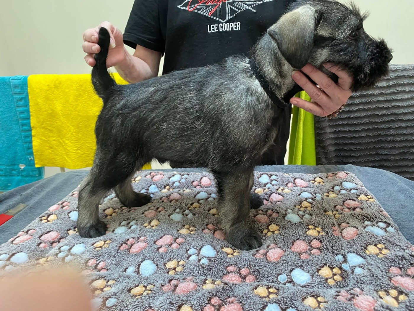 Du Moulin De Wesphalie - Chiots disponibles - Schnauzer
